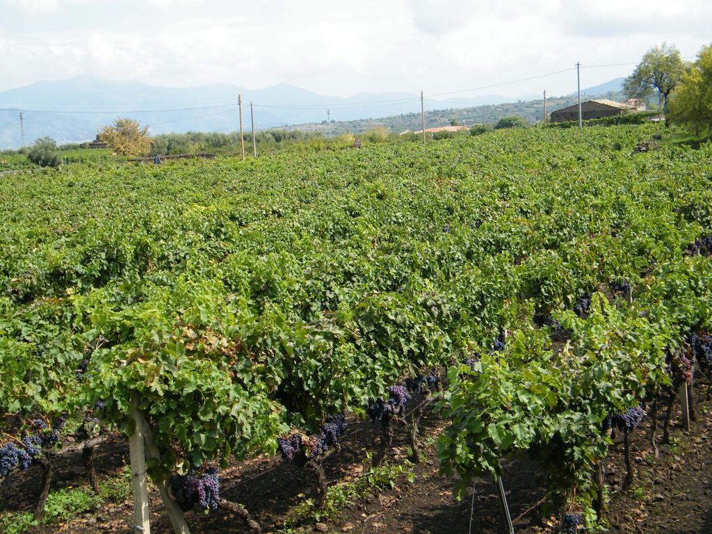 Etna Wine Azienda Agrituristica Passopisciaro Экстерьер фото
