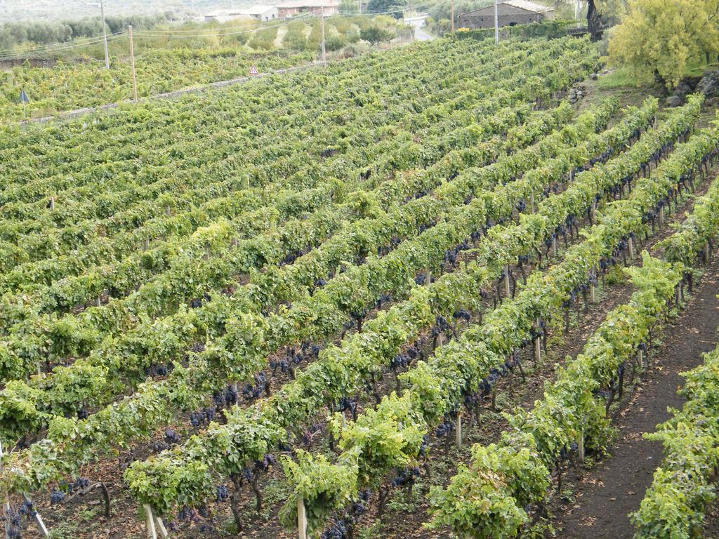 Etna Wine Azienda Agrituristica Passopisciaro Экстерьер фото