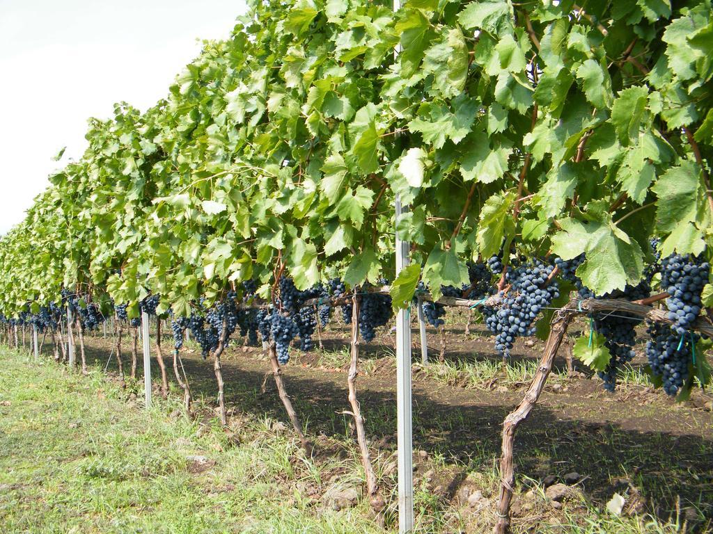 Etna Wine Azienda Agrituristica Passopisciaro Экстерьер фото